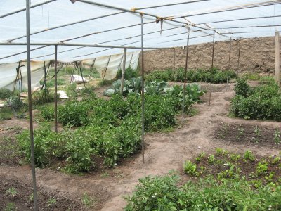 Green house in Tibet in China